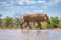 Common warthog  Phacochoerus Africanus walking by a waterhole, Welgevonden Game Reserve, South Africa. Royalty Free Stock Photo