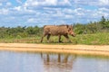 Common warthog  Phacochoerus Africanus walking by a waterhole, Welgevonden Game Reserve, South Africa. Royalty Free Stock Photo