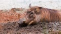 Common Warthog Royalty Free Stock Photo