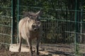 Common warthog (Phacochoerus africanus). Royalty Free Stock Photo