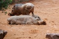 The Common Warthog -Phacochoerus Africanus- a wild member of the Pig Family