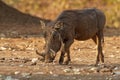 Common Warthog - Phacochoerus africanus wild member of pig family Suidae found in grassland, savanna, and woodland, in the past