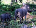 Common warthog (Phacochoerus africanus) foraging among bushes : (pix Sanjiv Shukla) Royalty Free Stock Photo