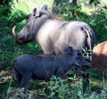Common warthog (Phacochoerus africanus) foraging among bushes : (pix Sanjiv Shukla) Royalty Free Stock Photo