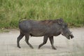 Common warthog Phacochoerus africanus wild pig family Suidae