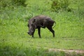 Common Warthog portrait in wild