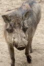 Common Warthog Royalty Free Stock Photo