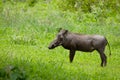 Common Warthog portrait in wild