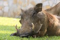 Common Warthog Resting Royalty Free Stock Photo