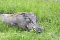 Common Warthog Resting in the Grass Royalty Free Stock Photo