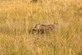 Common warthog running