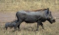 Common warthog, savanna warthog, standing in savanna Royalty Free Stock Photo