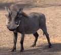 Common warthog, savanna warthog, standing in savanna