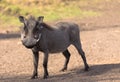 Common warthog, savanna warthog, standing in savanna