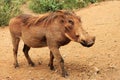 Common warthog.