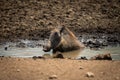 Common warthog sits wallowing in muddy waterhole Royalty Free Stock Photo