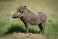 Common warthog stands on mound in profile Royalty Free Stock Photo