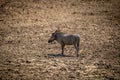 Common warthog stands in profile in mud