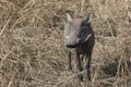 COMMON WARTHOG that stands among the tall grass in the African savanna