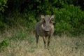 Common warthog stands watching camera near bushes Royalty Free Stock Photo