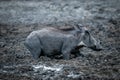Common warthog wades through mud watching camera