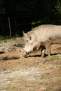 The common warthog or Wild pig
