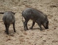 Common warthog youngs