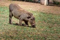 Common warthogs grazing on a green lawn