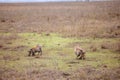 Common warthogs grazing in an expansive grassy field Royalty Free Stock Photo