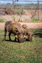 Common warthogs grazing on a green lawn