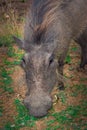 Common warthogs grazing on a green lawn Royalty Free Stock Photo