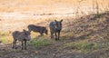 Common Warthogs Phacochoerus africanus in the Hwange National Park, South Africa