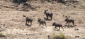 Common Warthogs Phacochoerus africanus in the Kruger National Park, South Africa Royalty Free Stock Photo