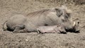 common warthogs, Phacochoerus africanus