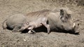 common warthogs, Phacochoerus africanus