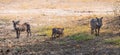Common Warthogs Phacochoerus africanus in the Hwange National Park, South Africa