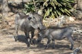 Common warthogs sow with cub, Namibia