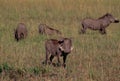 Common Warthogs 10091