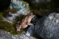 Common warty toad traveling at night when it is cool.