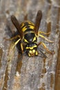 Common wasp Royalty Free Stock Photo