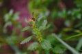 Common wasp, Dolichovespula, perched on a branch of nettle Royalty Free Stock Photo