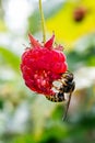 Common wasp eating red raspberry in garden