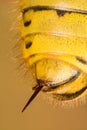 Common Wasp, Wasp Royalty Free Stock Photo