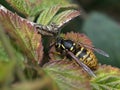 Common Wasp on Leaf. during Springtime