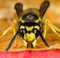 Macro of common wasp licking on red apple Royalty Free Stock Photo