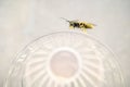 Common wasp sitting on the edge of vintage faceted glass