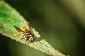 The common wasp