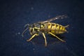 Common Wasp, Vespa vulgaris