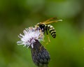 The common wasp, Vespula vulgaris Royalty Free Stock Photo