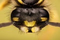 Common Wasp, Wasp, Vespula vulgaris Royalty Free Stock Photo
